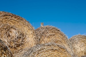 cat and hay